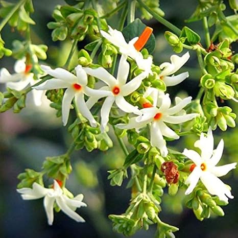 SHOP 360 GARDEN Nyctanthes arbor-tristis, Night flowering jasmine, Parijat,  Flower of West Bengal, Harshringar, Parijatak Flower Seeds For Gardening -  Pack of 15 Seeds: Amazon.in: Garden & Outdoors