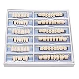 168 Pcs Dental Complete Acrylic Resin Denture False Teeth for Halloween Horror Teeth 6 Sets Synthetic Resin Teeth Denture 23 A3 (1 Box)