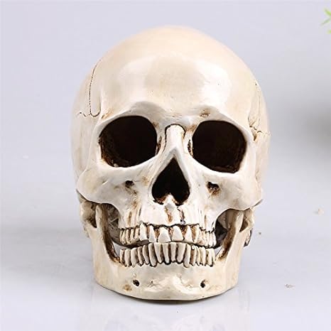 Amazon 透明標本制作所 恐怖 人間の頭蓋骨lレプリカ 骨格標本 本物 超リアルの骸骨 ハロウィン等に ホラー 剥製 スケルトン スカル 置物 生物 動物 人体 おもちゃ