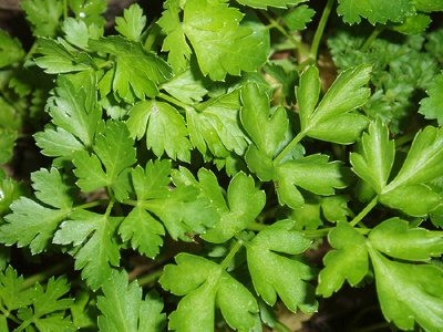 Italian Flat-Leaf Parsley Herb Seeds - Non-GMO - 3 Grams, Approximately 1,500 Seeds - Thumbnail 2