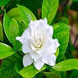 GARDENIA FRAGRANCE OIL - 2 OZ - FOR CANDLE & SOAP MAKING BY VIRGINIA CANDLE SUPPLY - FREE S&H IN USA
