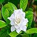 GARDENIA FRAGRANCE OIL - 2 OZ - FOR CANDLE & SOAP MAKING BY VIRGINIA CANDLE SUPPLY - FREE S&H IN USA