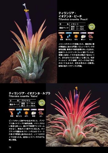 ティランジア エアプランツ栽培図鑑 アクアライフの本 Fujikawa Fumio Amazon Com Books