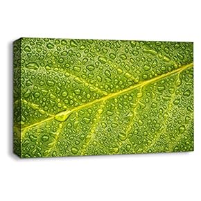 Leaf Veins Pictures Home Wall for Bedroom Living...