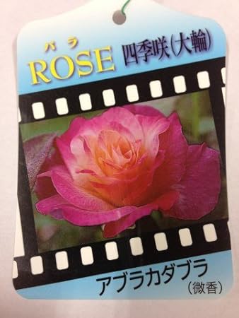 Amazon Co Jp 予約販売 期間限定 バラ 苗木 四季咲き 複色 アブラカダブラ 2株 在庫限り ばら 薔薇 ローズ 発送 9月末 10月末まで Diy Tools Garden