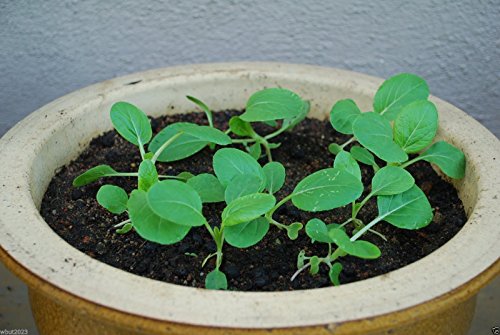 Bok Choy (Pak Choi) non-heading Chinese Cabbage, Organic Vegetable.15,000 Seeds - Thumbnail 3