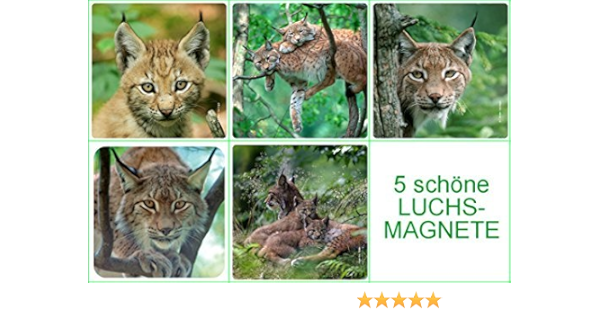 'Imán de Frigorífico de Juego Wild Gatos/Gatos: 5 lince de imanes en asequible Juego 