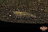 Imperial Tropicals 6 Live Amano Shrimp (Caridina multidentata) Best Algae Eating Shrimp in The Hobby!