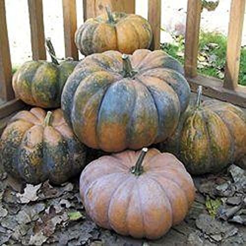 FrencHeirloom MUSQUE de PROVENCE Pumpkin Fairytale RARE❋15 SEEDS❋CHEF'S FAVORITE