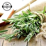 Gaea's Blessing Seeds - Organic Rosemary Seeds