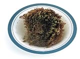 Resurrection Plant
