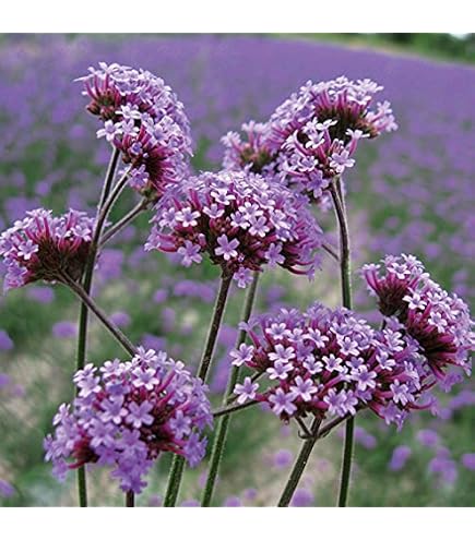 Amazon.com : The Gardening World 2000 Purpletop VERVAIN Flower