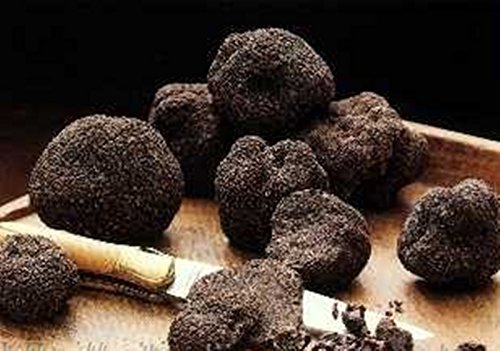 Black Truffle Mushroom (Tuber melanosporum) Mycelium Spawn Dried Seeds (10g) Black Truffle Mushroom (Tuber melanosporum) Mycelium Spawn Dried Seeds (10g)