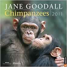 Jane Goodall Chimpanzees 2011 Wall Calendar Jane Goodall