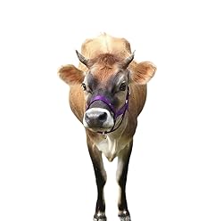 Cattle Halter Newborn Calf Yearling Cow Bull