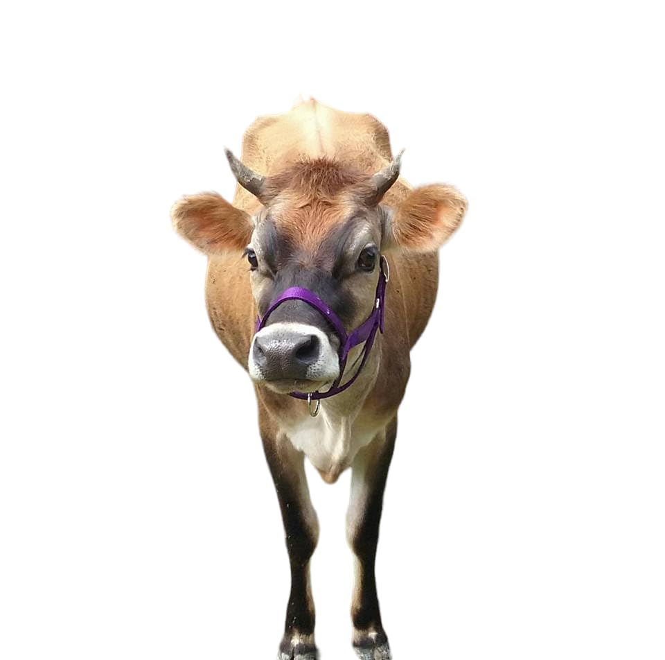 Cattle Halter Newborn Calf Yearling Cow Bull