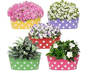 Coudre Dotted Oval Railing Planters for Balcony, Terrace Garden, Flower pots for Home Decoration (Multi-Color (Pack of 5))