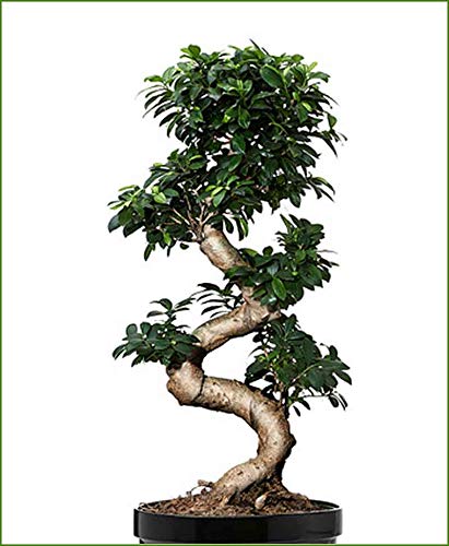 Abana Homes Ficus Bonsai Tree Podacate Multicurve Indoor Bonsai Plants