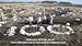 Sillosocks Snow Goose Feeder Decoy (12-Pack), White