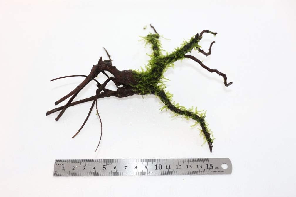 Amazon 水草 流木付き 南米モス付き枝流木 Sサイズ 3個 増子水景 生体水草 通販