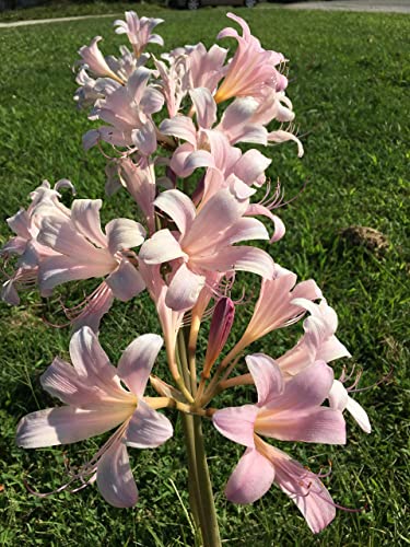 3 Bareroot Pink Spider Lily/ Surprise Lily/ Naked Lady Lily