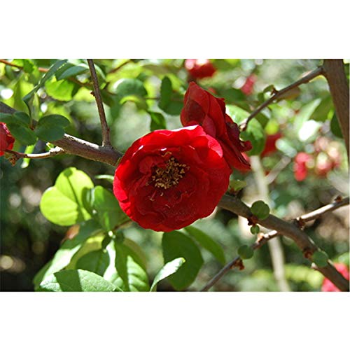 Red Dragons Blood Double Flowering Quince - Chaenomeles - Hardy - Perennial - 4" Potted - Healthy - 3 Plants by Growers Solution