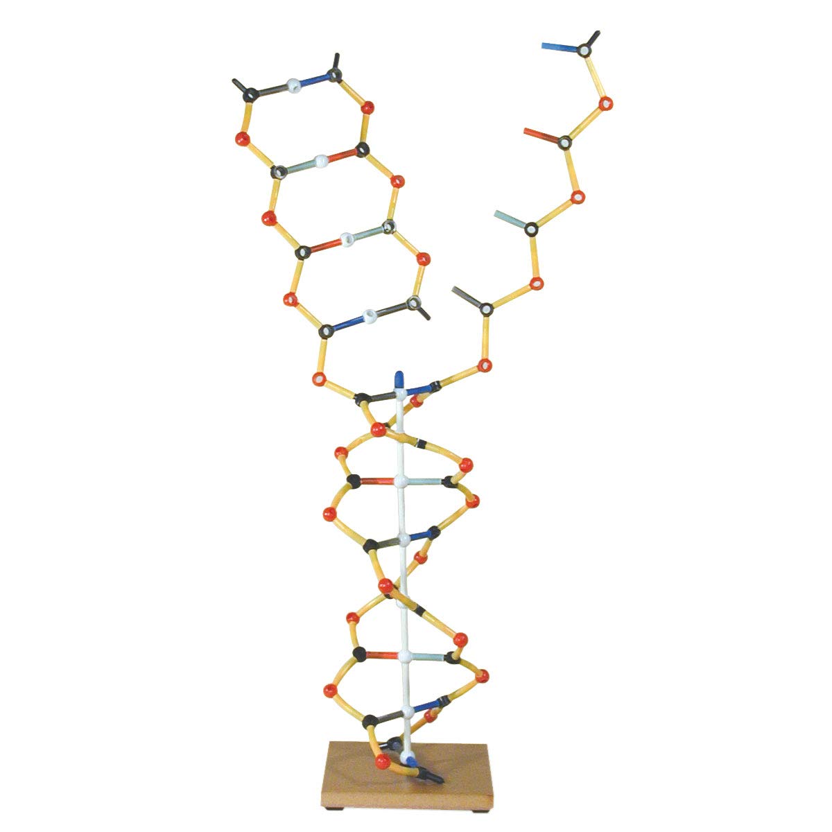 Cochranes of Oxford DNA - RNA model