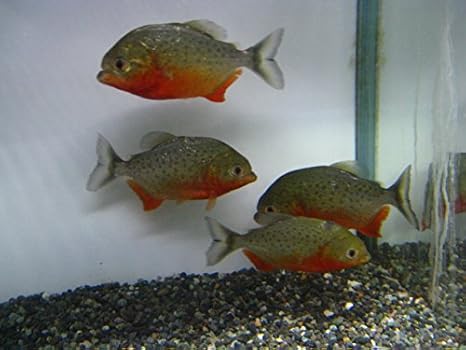 Amazon ピラニア ナッテリー Ml フィッシュジャパン 熱帯魚