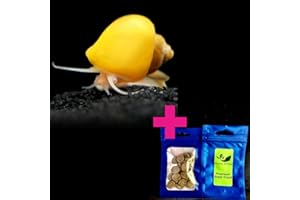 Plants N Fins Mystery Snails (3 Pack) Assorted + Food Sample | Live Arrival Guarantee Freshwater Live Aquarium Snails (Gold)