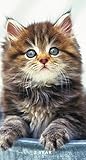 2016-2017 Kittens 2 Year Pocket Calendar
