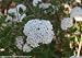 Spice Baby TM Korean Spice Viburnum - Proven Winners