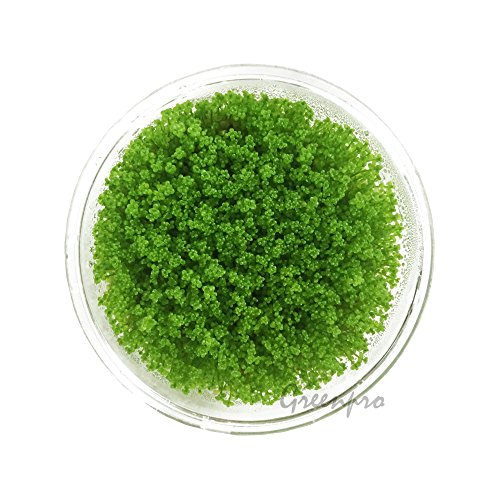 Dwarf Baby Tears Hemianthus Callitrichoides Java Moss Live Aquarium