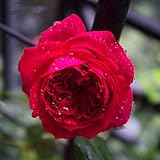 100 Pcs Climbing Colorful Rose Flowers Seeds for