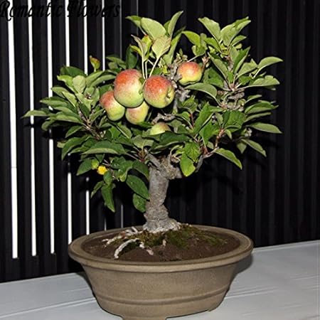 Creative Farmer Creative Farmer Kashmir Apple Fruit Seeds Pack for Home, Garden