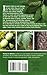Identifying Trees: An All-Season Guide to Eastern North America