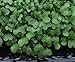 10,000+ Microgreens Seeds- Broccoli Raab- No Chemicals Used! Non-GMO