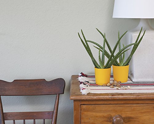 2 Costa+Farms+Indoor+4+inch+12+Inches