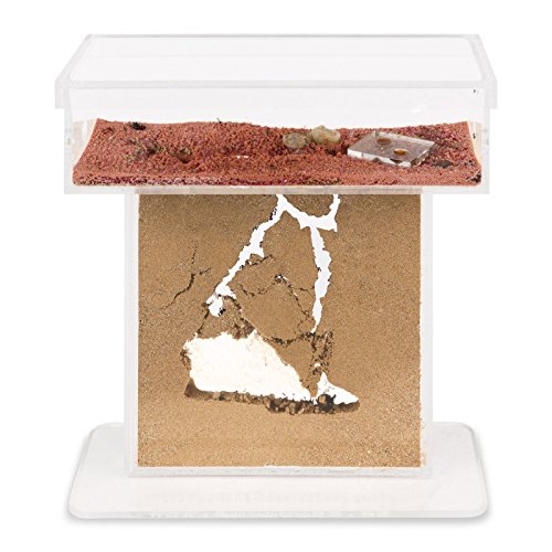 Sand Ant Farm T (Anthill, Formicarium, Educational, Ants)