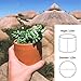 Zayla's Houseplants Cylinder Terracotta Pot - Minimal - Drainage Hole - Windowsill Size