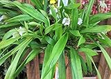 Cischweinfia parva from the Orchid family .
