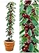 mini-dwarf-bonsai-big-cherry-seed-tree-organic-edible-sweet-fruit-10-pcs-bag