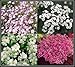 David's Garden Seeds Flower Baby's Breath Mixed DGSBAB115UJ (Multi) 1000 Open Pollinated Seeds
