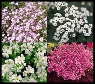 David's Garden Seeds Flower Gypsophila Baby's Breath Mixed B115UJ (Multi) 500 Open Pollinated Seeds David's Garden Seeds Flower Gypsophila Baby's Breath Mixed B115UJ (Multi) 500 Open Pollinated Seeds
