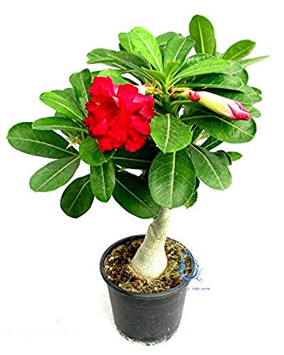ACHC Beautiful Adenium Dessert Rose Plant *Grafted Rosy Bonsai Plant