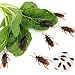 PEMOTYST 100 Pieces Fake Roach Prank Novelty Cockroach Bugs Look Real