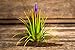 Hinterland Trading Air Plant Tillandsia Bromeliads Terrarium Kit with Pebbles and Moss Great Little Houseplant