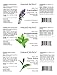 Natural Riches Aromatherapy Essential Oil Kit - Therapeutic Grade - Peppermint Essential Oil, Lavender Essential Oil & Tea Tree Essential Oil - Pack of 3-1 fl oz Each