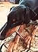 Downtown Pet Supply USA-Made Bully Sticks for Dogs (6