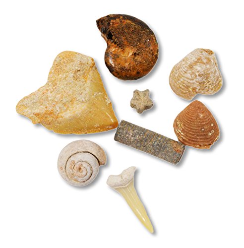 Fossil & Crystal Box Collection - Set of Two Boxes! Great Starter Kit