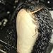 BLY Curly Human Hair Lace Front Wigs Mongolian Kinky Curly Virgin Hair 8 Inch 150% Density 13x4 Lace Front Wigs for Black Women Pre Plucked with Baby Hair